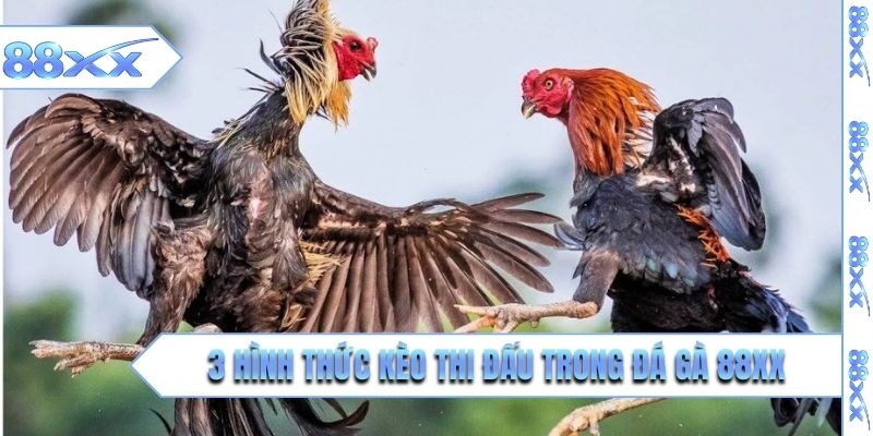 3 hình thức kèo thi đấu trong đá gà 88XX