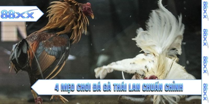 4 mẹo chơi đá gà Thái Lan chuẩn chỉnh cho newbie