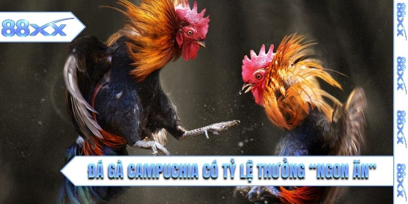 Đá gà Campuchia có tỷ lệ thưởng “ngon ăn”