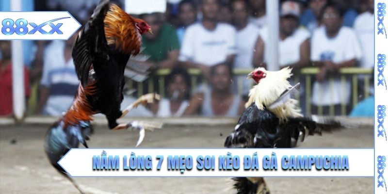 Nằm lòng 7 mẹo soi kèo đá gà Campuchia